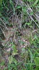 1368)Request for the removal of a nest of northern giant hornets on the slope behind a house(Photo taken at 17:29 on may 16, 2017)