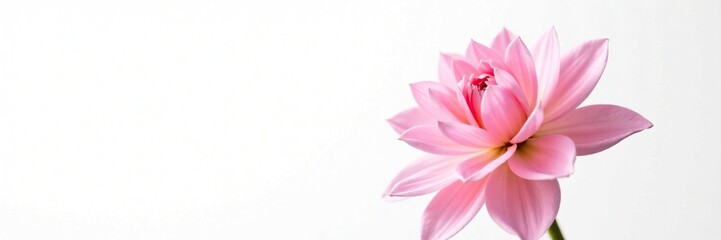 Fototapeta premium Pastel pink dahlia bloom isolated on white background, flower, pink, white