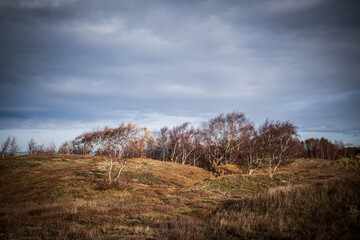 landscape with trees and clouds