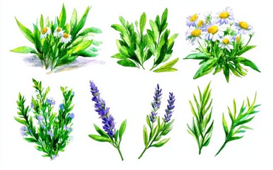 Naklejka premium Hand-drawn watercolor wildflowers meticulously isolated on a white background, showcasing a vintage style with watercolor flowers and herbs.