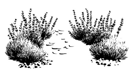 Lavender plants lining a gravel pathway in a herb garden, Vectorized Plant Art