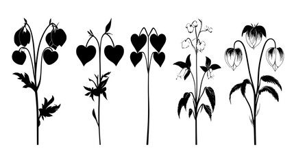 Multiple varieties of bleeding heart flowers side by side, Vectorized Plant Art