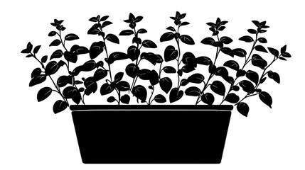 Oregano stems with leaves in terracotta pot outdoors, Vectorized Plant Art