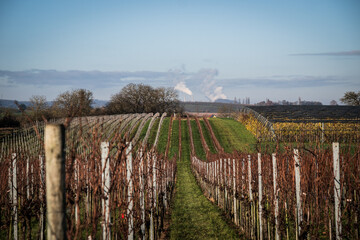 Fototapeta premium vineyard in autumn
