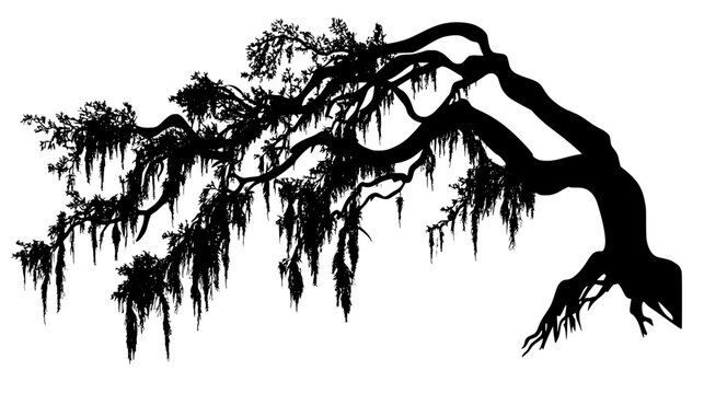Spanish moss draping from live oak tree branches, Vectorized Plant Art