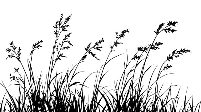 Switchgrass with tall stems and airy seed heads swaying in a breezy field, Vectorized Plant Art