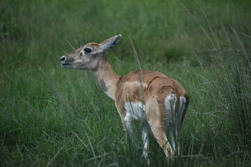 deer in the grass