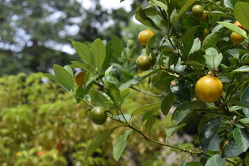 oranges on tree in Florida