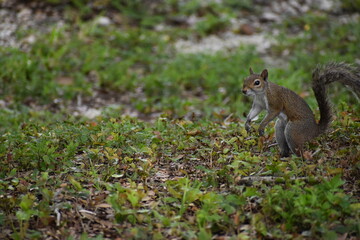 squirrel in the park