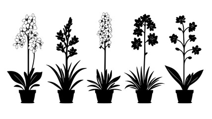 Hyacinths blooming in clusters, set among a variety of garden plants, Plant Illustration