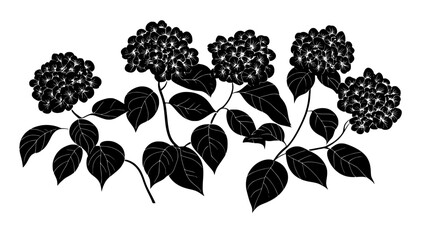 Naklejka premium Hydrangea plant with multiple flower heads in a garden setting, Plant Illustration
