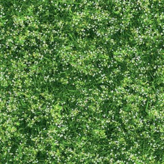 Top view photo of wild grass with tiny white flowers, seamless texture