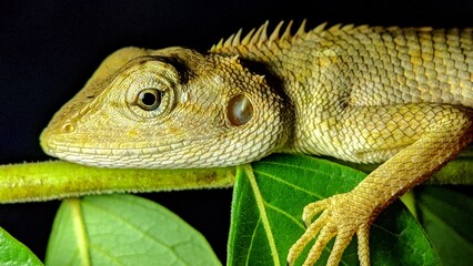 Lizard on a tree leaf