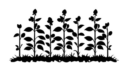 Soybean plants with pods in a large-scale farm, Plant Illustration