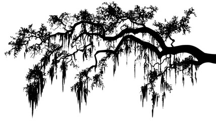 Spanish moss draping from live oak tree branches, Plant Illustration