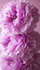 Cherry blossoms and pink flowers bloom during the golden hour, creating a close-up image with a pale, connection-evoking vibe, illuminated by halos and featuring a blushing avatar on a white