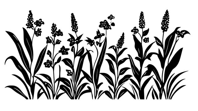 Witchweed infesting a field of corn plants, Plant Illustration