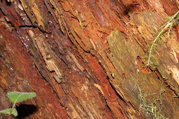 old wood texture