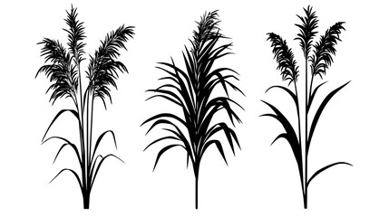 Obraz premium Tall Miscanthus grass growing for biomass energy production, Plant Vector Graphic
