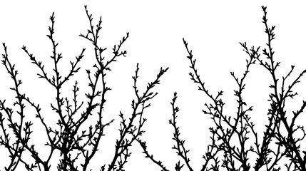 Fototapeta premium Ocotillo with thin branches reaching toward a cloudless sky, Plant Vector Graphic