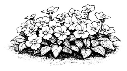 Impatiens growing in a shaded corner of a backyard flower bed, Plant Vector Graphic