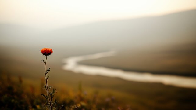 In a field ablaze with various flowers, a wildflower garden forms a blurry backdrop, creating an inspiring and sumptuous picture. The atmosphere is serene and calm, like an earthy morning banner for