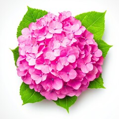 Pink hydrangea blossoms captured in photostock imagery with a clear white background