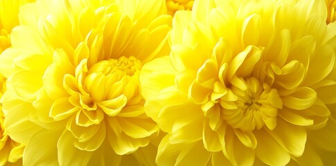 yellow chrysanthemum flower