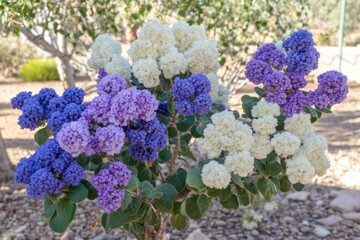 Beside the wooden fence, Malva (Mallow) flowers are in full bloom, their tall stalks rustling softly in the breeze.