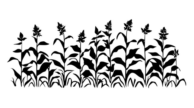 Witchweed infesting a field of corn plants, Plant Vector Graphic
