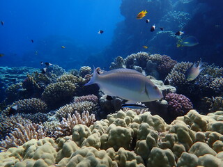 Candelamoa parrotfish or longnose parrotfish (Hipposcarus harid) undersea, Red Sea, Egypt, Sharm El Sheikh, Montazah Bay