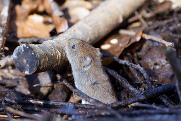 vole on the lookout