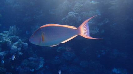 Candelamoa parrotfish or longnose parrotfish (Hipposcarus harid) undersea, Red Sea, Egypt, Sharm El Sheikh, Montazah Bay