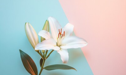 Fototapeta premium A white flower with a green stem