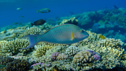 Candelamoa parrotfish or longnose parrotfish (Hipposcarus harid) undersea, Red Sea, Egypt, Sharm El Sheikh, Montazah Bay