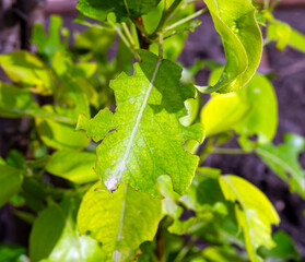 Fruit tree leaves damaged by caterpillars