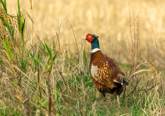 Pheasant cock bird,   colourful Ring-Necked male pheasant foraging along the field margins in East Yorkshire, UK.  Facing left.  Scientific name: Phasianus colchicus. Horizontal.  Space for copy