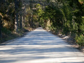 Florida Hammock Road Nature's Tunnel of Live Oaks and Shade