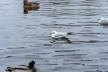 Mallard ducks and common gulls swim in pond in city park. Behaviour of birds anas platyrhynchos and chroicocephalus ridibundus in wildlife. Free water bird in habitat. Friend wild duck and river gull.