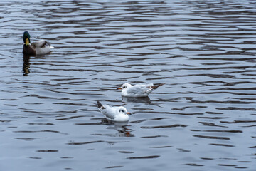 Mallard ducks and common gulls swim in pond in city park. Behaviour of birds anas platyrhynchos and chroicocephalus ridibundus in wildlife. Free water bird in habitat. Friend wild duck and river gull.