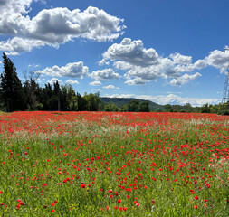 poppy field