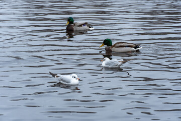 Mallard ducks and common gulls swim in pond in city park. Behaviour of birds anas platyrhynchos and chroicocephalus ridibundus in wildlife. Free water bird in habitat. Friend wild duck and river gull.