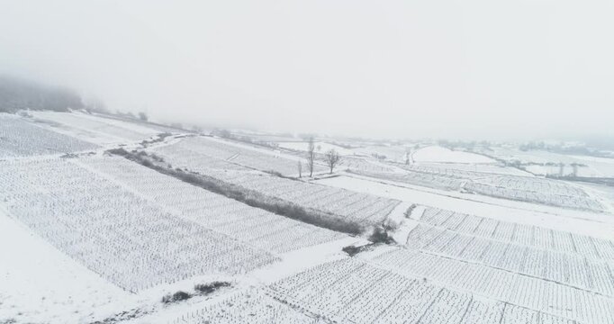 Plan a&eacute;rien drone de survol des vigne de Bourgogne en hiver sous la neige dans le brouillard