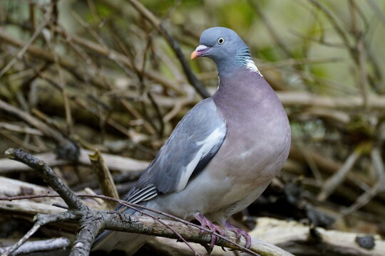 wood pigeon close up