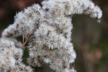 close up of branches