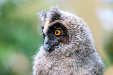 close up of a owl