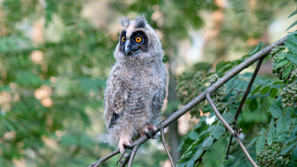 grey owl