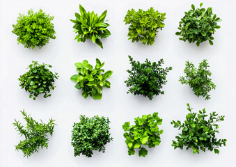 Fototapeta premium Top View of Green Plants Isolated on White Background