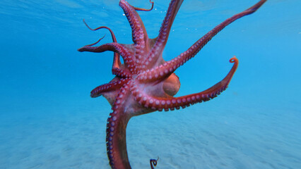 Underwater photo of octopus swimming in tropical exotic sandy bay with turquoise crystal clear sea © aerial-drone