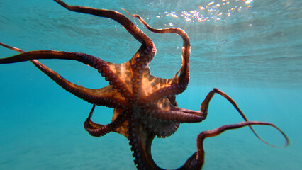 Underwater photo of octopus swimming in tropical exotic sandy bay with turquoise crystal clear sea © aerial-drone